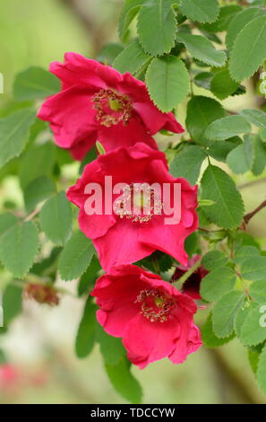 Rosa moyesii 'Geranium' la floraison à la fin du mois de mai. Aga Banque D'Images