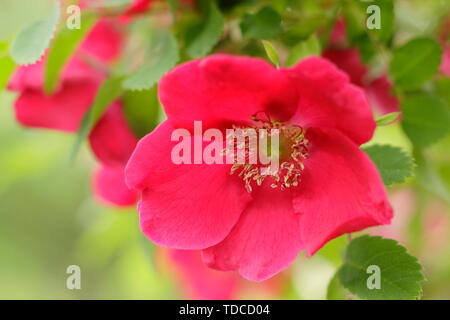 Rosa moyesii 'Geranium' la floraison à la fin du mois de mai. Aga Banque D'Images