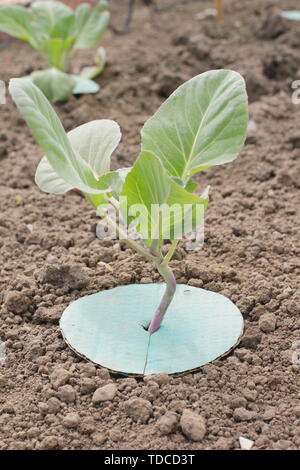 Brassica oleracea. Collier Chou Brassica placés sur les semis pour éviter l'infestation par la mouche des racines - Mai. UK Banque D'Images