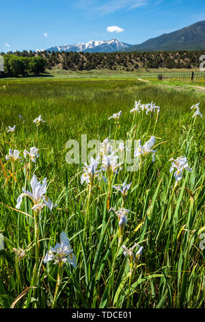 Iris plus en ranch ; pâturages ; Ranch Vandaveer Salida, Colorado, USA Banque D'Images