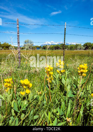 Thermopsis rhombifolia ; Golden bannière, Fabaceae ; famille ; les fleurs sauvages en fleurs ; de plus en ranch ; pâturages ; Ranch Vandaveer Salida, Colorado, USA Banque D'Images