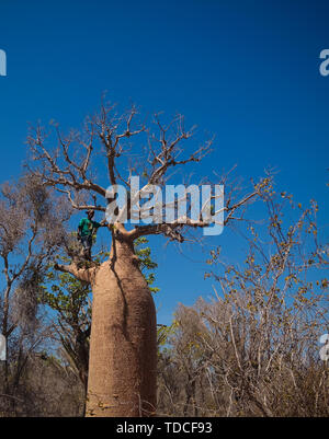 L'Adansonia rubrostipa avec paysage aka fony baobab, Reniala réserver park, Toliara, Madagascar Banque D'Images