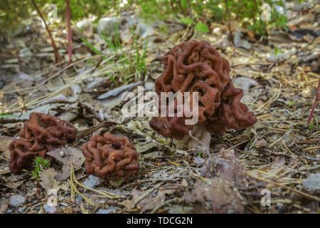 Gyromitra champignons dans une clairière de la forêt. Faux Morel. Au début de l'été Banque D'Images