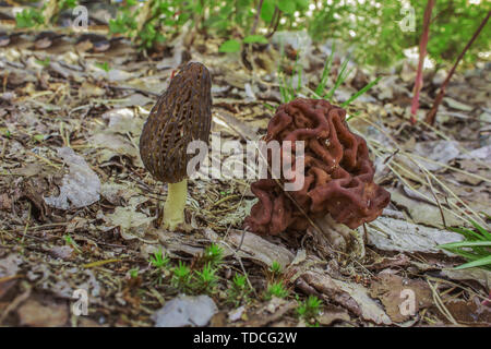 Morel и Gyromitra cultivées à côté de l'autre dans une clairière de la forêt Banque D'Images