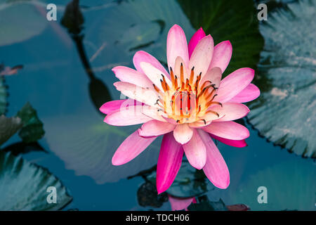 Pink water lilly fleur épanouie pleinement dans leur environnement naturel. Banque D'Images
