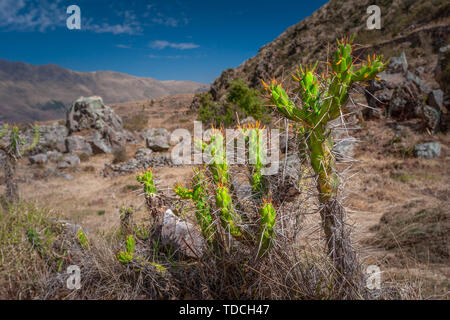 Green Cactus épineux plante poussant dans le domaine des montagnes dans les Andes péruviennes. Banque D'Images