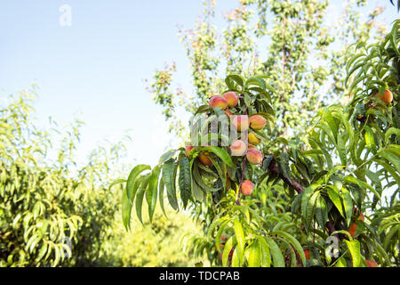 Fruits mûrs sweet peach peach poussant sur un arbre branche Banque D'Images