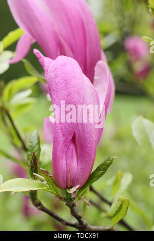 Magnolia 'Susan' - fleurs en mai. Aga Banque D'Images
