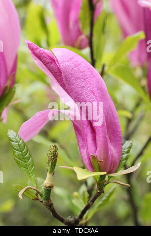 Magnolias. Magnolia 'Susan' en fleur - mai. AGM Banque D'Images