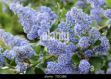 Ceanothus arboreus 'Trewithen Blue. Aussi appelé lilas californien 'Trewithen Blue' au printemps - Mai. Aga Banque D'Images