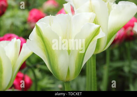 Tulipa 'Spring Green' Green et ivoire Viridiflora tulip en mai Banque D'Images