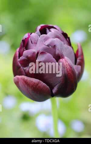 Tulipa 'Black Hero'. Violet foncé, fleur double version de Tulipa 'Reine de la nuit' - mai Banque D'Images