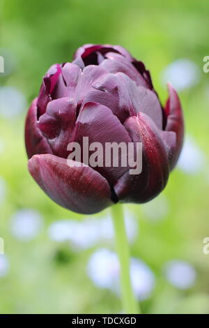 Tulipa 'Black Hero'. Violet foncé, fleur double version de Tulipa 'Reine de la nuit' - mai Banque D'Images