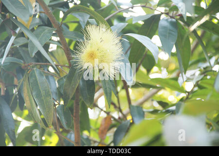 Syzygium jambos, Rose Apple, Apple Java, Syzygium samarangense, São Paulo, Brésil Banque D'Images