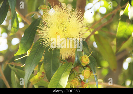 Syzygium jambos, Rose Apple, Apple Java, Syzygium samarangense, São Paulo, Brésil Banque D'Images