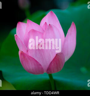 Lotus en pleine floraison Banque D'Images