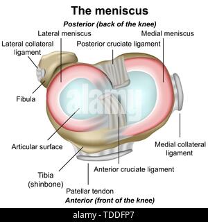 Anatomie du genou ménisque medical illustration isolé sur fond blanc infographie Illustration de Vecteur