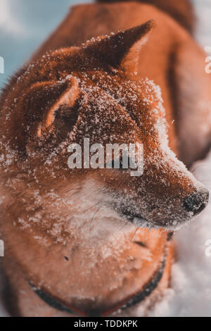 Le chien rouge shiba-inu promenades dans la neige, givre sur la laine. Banque D'Images