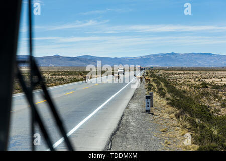 Vigognes traversant une route passante devant un convoi de camions vu par un coach dans la réserve nationale de Salinas y Aguada Blanca, Arequipa, Pérou, Banque D'Images