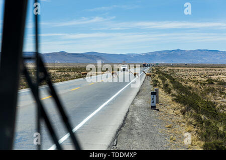 Vigognes traversant une route passante devant un convoi de camions vu par un coach dans la réserve nationale de Salinas y Aguada Blanca, Arequipa, Pérou, Banque D'Images