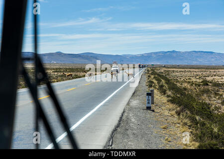 Vigognes traversant une route passante devant un convoi de camions vu par un coach dans la réserve nationale de Salinas y Aguada Blanca, Arequipa, Pérou, Banque D'Images