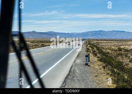 Vigognes traversant une route passante devant un convoi de camions vu par un coach dans la réserve nationale de Salinas y Aguada Blanca, Arequipa, Pérou, Banque D'Images