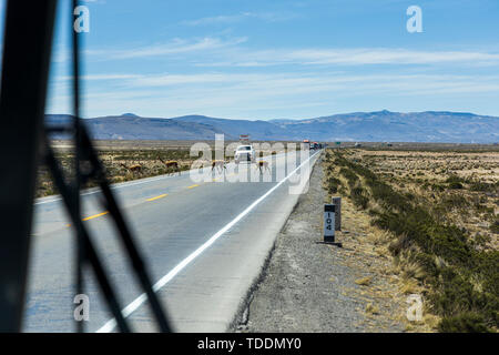 Vigognes traversant une route passante devant un convoi de camions vu par un coach dans la réserve nationale de Salinas y Aguada Blanca, Arequipa, Pérou, Banque D'Images