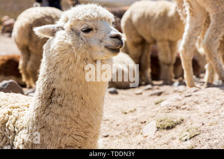 Les Alpacas, Vicugna pacos, Réserve nationale de Salinas y Aguada Blanca, Arequipa, Pérou, Banque D'Images