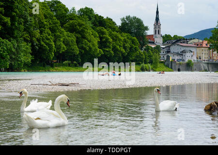 Bad Tölz : Isar, Mariä Himmelfahrt église paroissiale, Swan dans Oberbayern, Tölzer Land, Haute-Bavière, Bayern, Bavière, Allemagne Banque D'Images