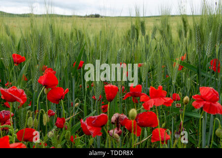 Les champs avec des pâtes de blé dur vert vert et rouge coquelicots sur la Sicile, Italie close up Banque D'Images