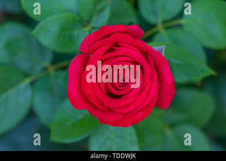 Rose rouge sur feuilles floue entouré ou rosier. Banque D'Images