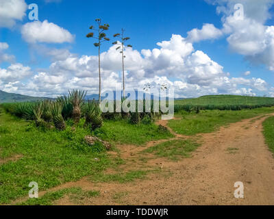 Agave en Tanzanie, Afrique, Paysage Banque D'Images