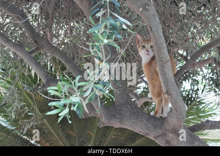 Blanc Brun chat errant à la surprise en arbre. Banque D'Images