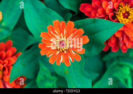 Close-up of flowers blooming en banlieue Banque D'Images