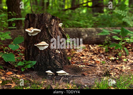 Plusieurs champignons plateau blanc sur le côté d'une souche d'arbre dans les bois ; arbre tombé sur la photo en arrière-plan Banque D'Images