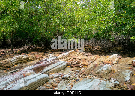 Les racines des arbres dans les mangroves sont des zones de bord de mer s'emmêlent. Banque D'Images