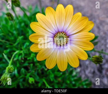 Gros plan d'ornement jaune unique, blue eyed beauty daisy daisy africains. Banque D'Images
