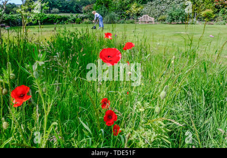 Un jardin anglais au début de l'été avec zone d'herbe sauvage de coquelicots en fleurs et une dame jardinage à l'arrière-plan. Banque D'Images