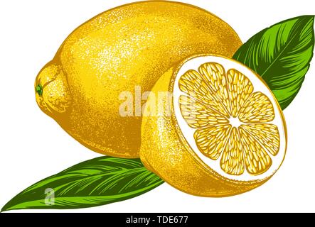 Citron Fruit avec des feuilles isolées sur fond blanc color vector illustration Illustration de Vecteur