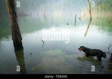 Chien Rottweiler dans l'eau sur un lac entouré de marais brumeux avec green nature Banque D'Images