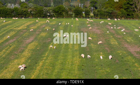 Les terres agricoles en pâturages ovins northamptonshire angleterre uk au printemps Banque D'Images
