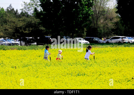 Le Purple Valley Eden, situé sur les rives de la rivière Yongding, est un grand domaine de lavande à Beijing. Le ressort est en pleine floraison du colza, coquelicots et tulipes, accompagné par des moulins, des camions-citernes, des pianos, des sculptures et une combinaison de la Chine et de l'Ouest, attirant un grand nombre de touristes. Banque D'Images