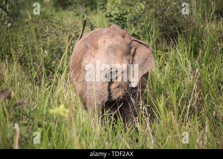 Sri Lanka, région du centre. Il y a beaucoup d'animaux sauvages ici, dont les plus importants sont les éléphants. Les visiteurs prennent les véhicules hors route dans les profondeurs de la forêt sauvage et enfin voir les éléphants sauvages dans la soirée. Banque D'Images