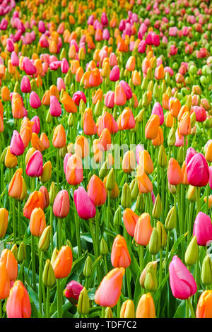 Close up vertical photo capture de belles tulipes colorées. Le tulip fleurs sont principalement rose et orange. La rosée du matin sur les fleurs. Floral, la flore. Couleurs de la nature. Pays-bas concept. Banque D'Images