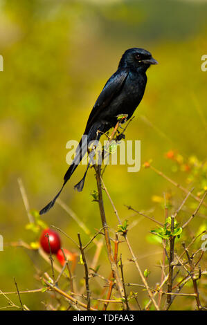 Plus de racket-tailed Drongo, Dicrurus paradiseus, Pune, Maharashtra, Inde. Banque D'Images