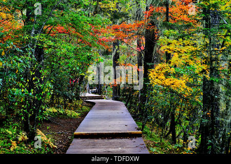 Le chemin forestier et feuilles rouges en automne Banque D'Images