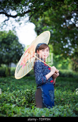 Belle fille asiatique est titulaire d'Umbrella dans la plantation de thé vert Banque D'Images