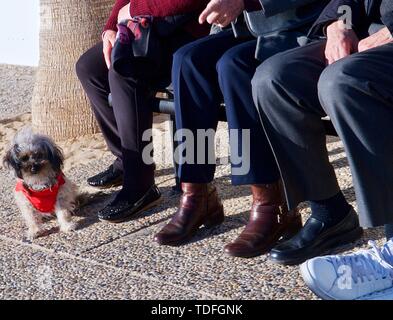 Les personnes âgées sont assis sur un banc avec un petit chien Banque D'Images