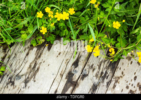 Fleurs sauvages d'été jaune sur fond de bois vieux Banque D'Images