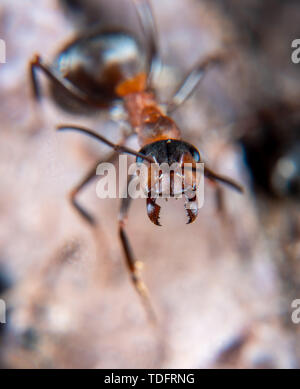 Fourmi rouge agressif close up portrait Banque D'Images